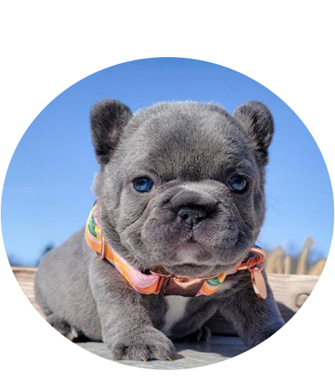 Buy french bulldog puppies for sale in USA