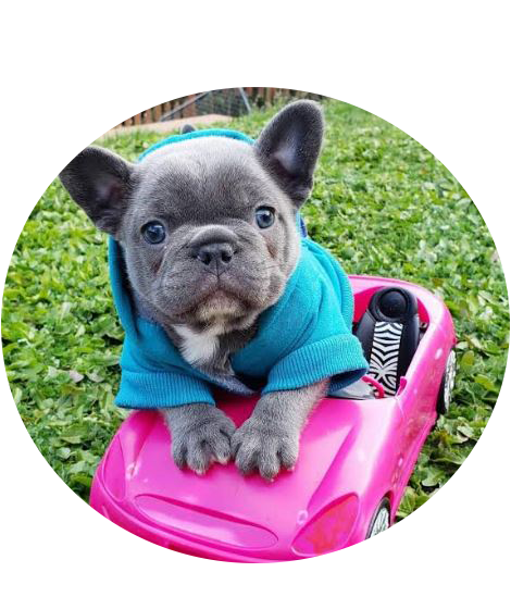 French Bulldog puppies for sale in USA