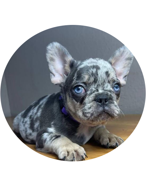 Buy French Bulldog Puppies In USA