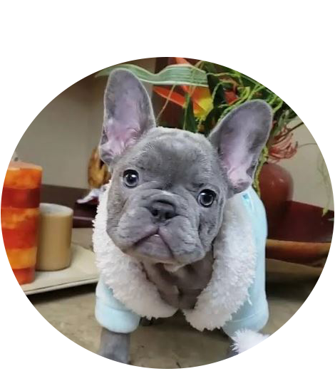 French Bulldog Puppies For Sale In USA