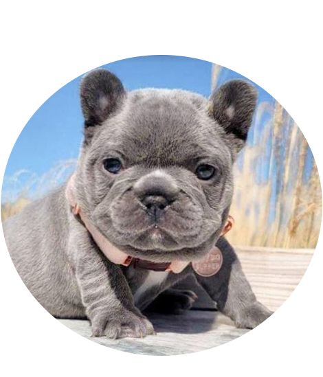 Buy French Bulldog Puppies In USA