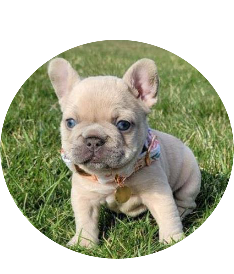 French Bulldog puppies for sale In USA