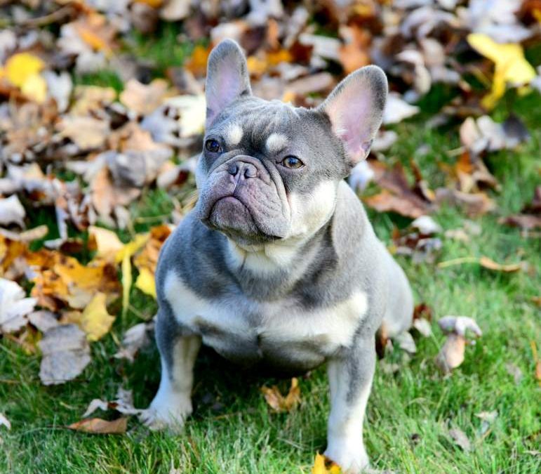From Breeder to Your Home: How to Safely Buy French Bulldog Puppies in USA
