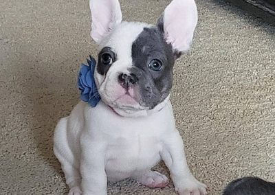 French bulldog puppies for sale in USA