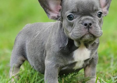 French bulldog puppies for sale in USA